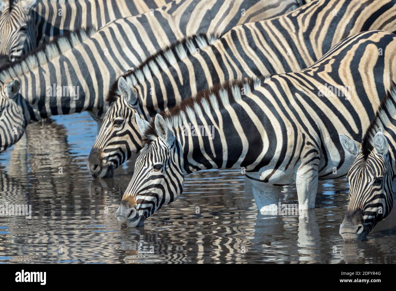 Plains Zebra (Equus quagga) herd drinking at a waterhole, Etosha national park, Namibia. Stock Photo