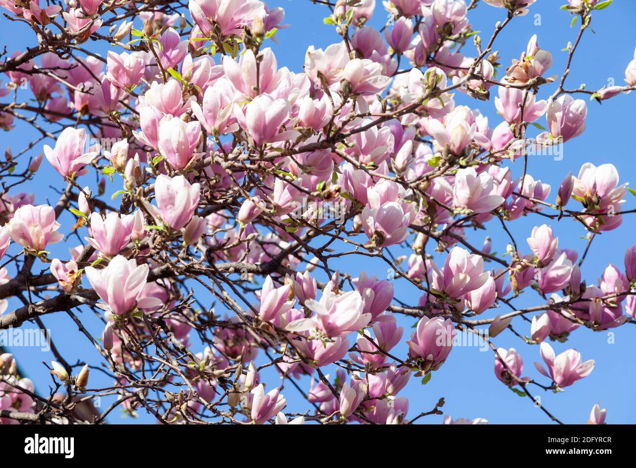 close up of a Magnolia tree with beautiful pink flowers Stock Photo