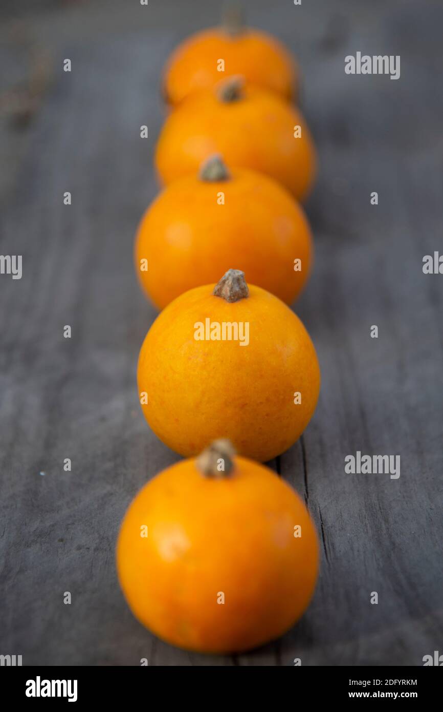 Small orange pumpkins lie in a row on a wooden Board. Background ...