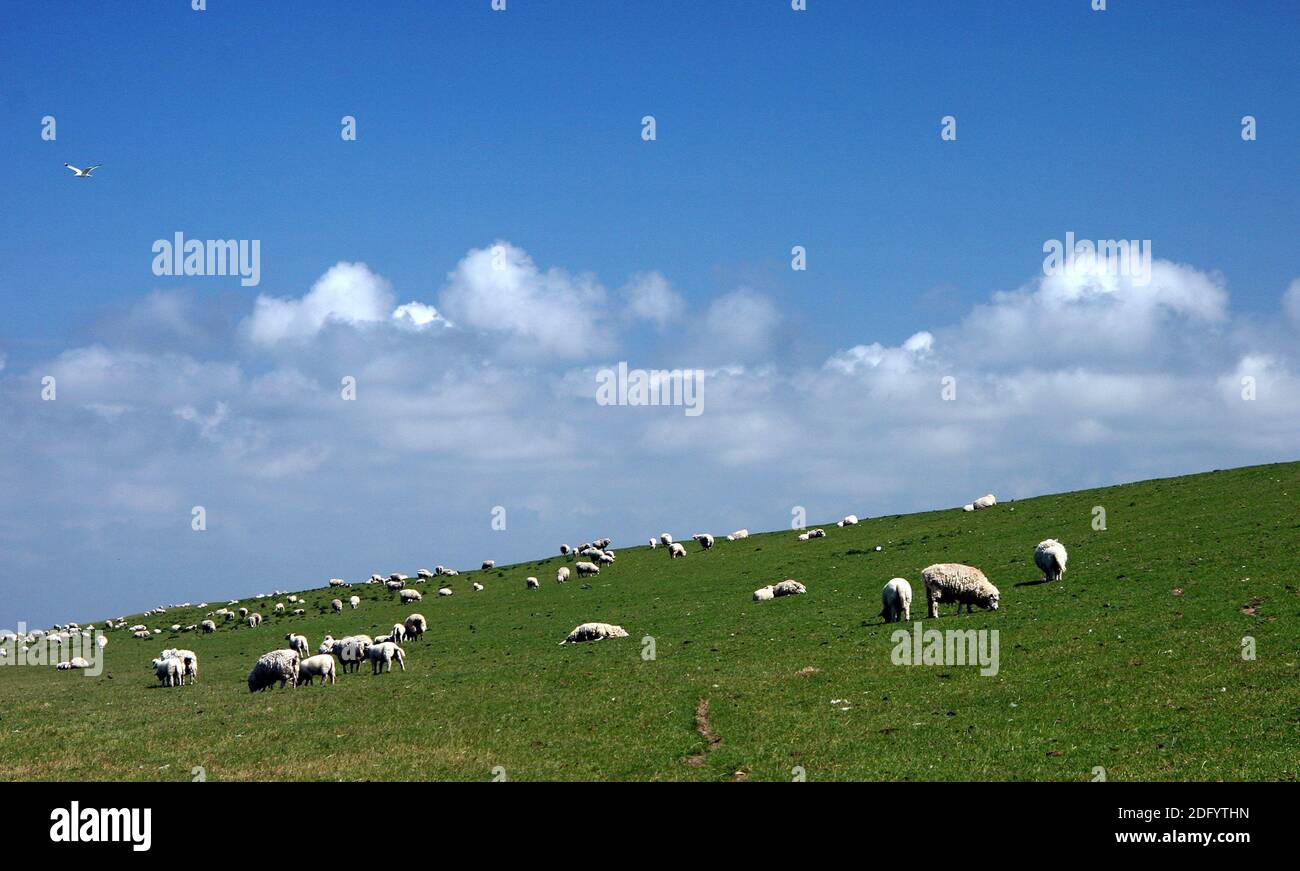 Dike Sheep Stock Photo