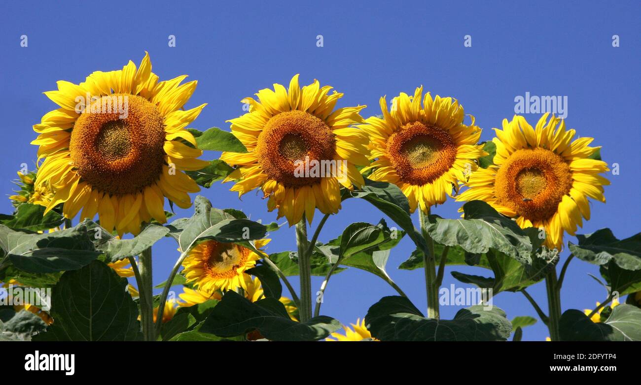 SunflowersQuartet Stock Photo