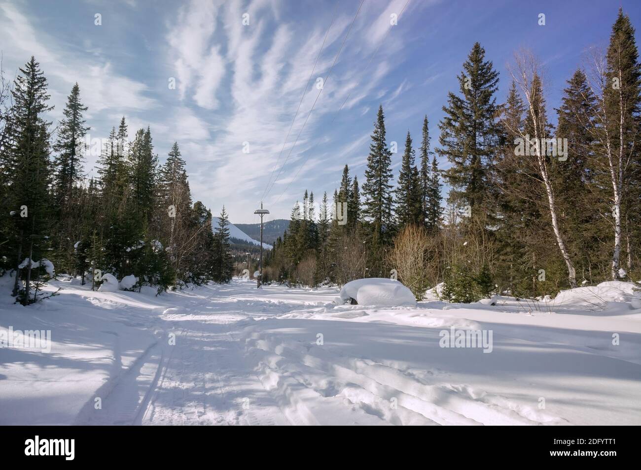 Ski tracks are laid on snow in a coniferous forest, on a winter sunny day. Stock Photo