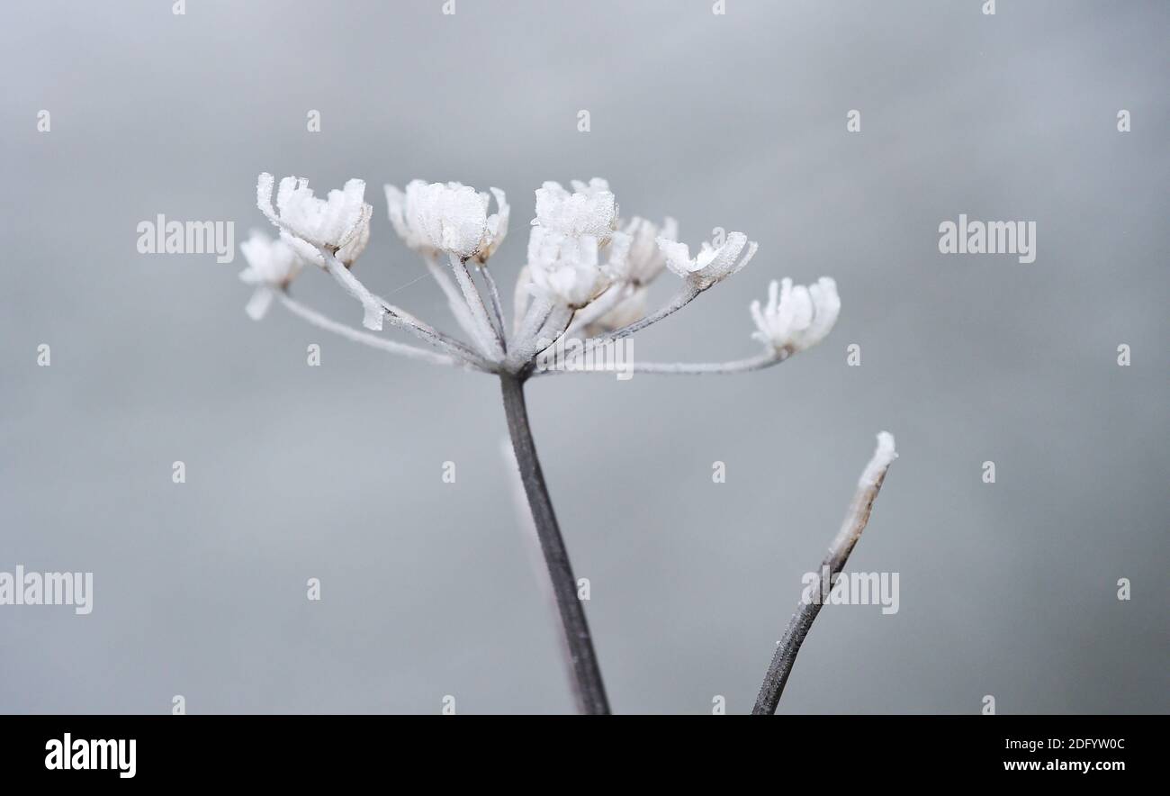 Brighton UK 7th December 2020 - Freezing fog and frost creates icy shapes on foliage at Devils Dyke on the South Downs Way just north of Brighton. Thick fog has been forecast to remain in some parts of Britain today making driving conditions to be difficult : Credit Simon Dack / Alamy Live News Stock Photo