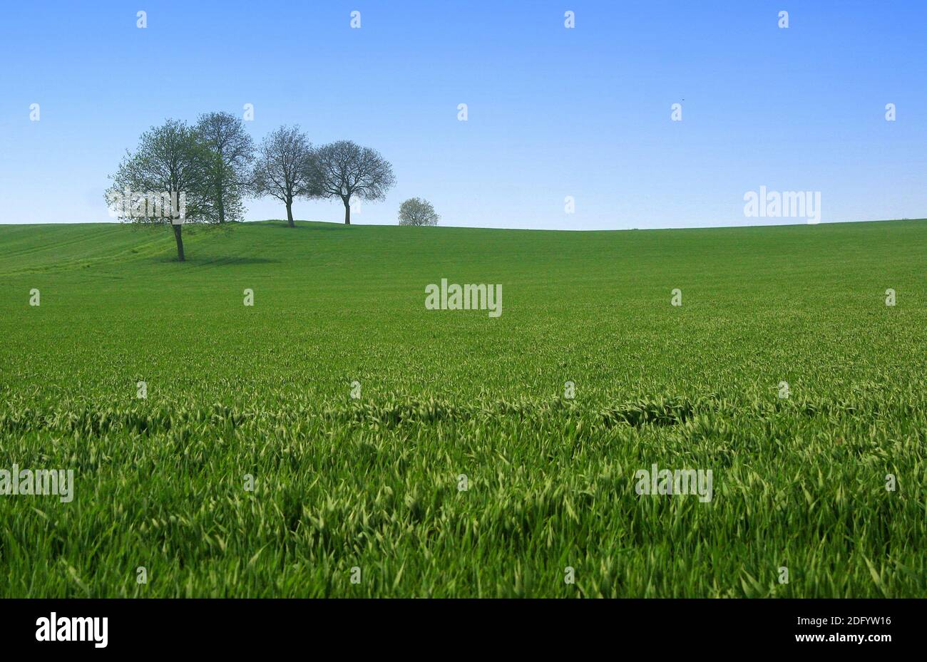 Patch of trees in a cornfield Stock Photo