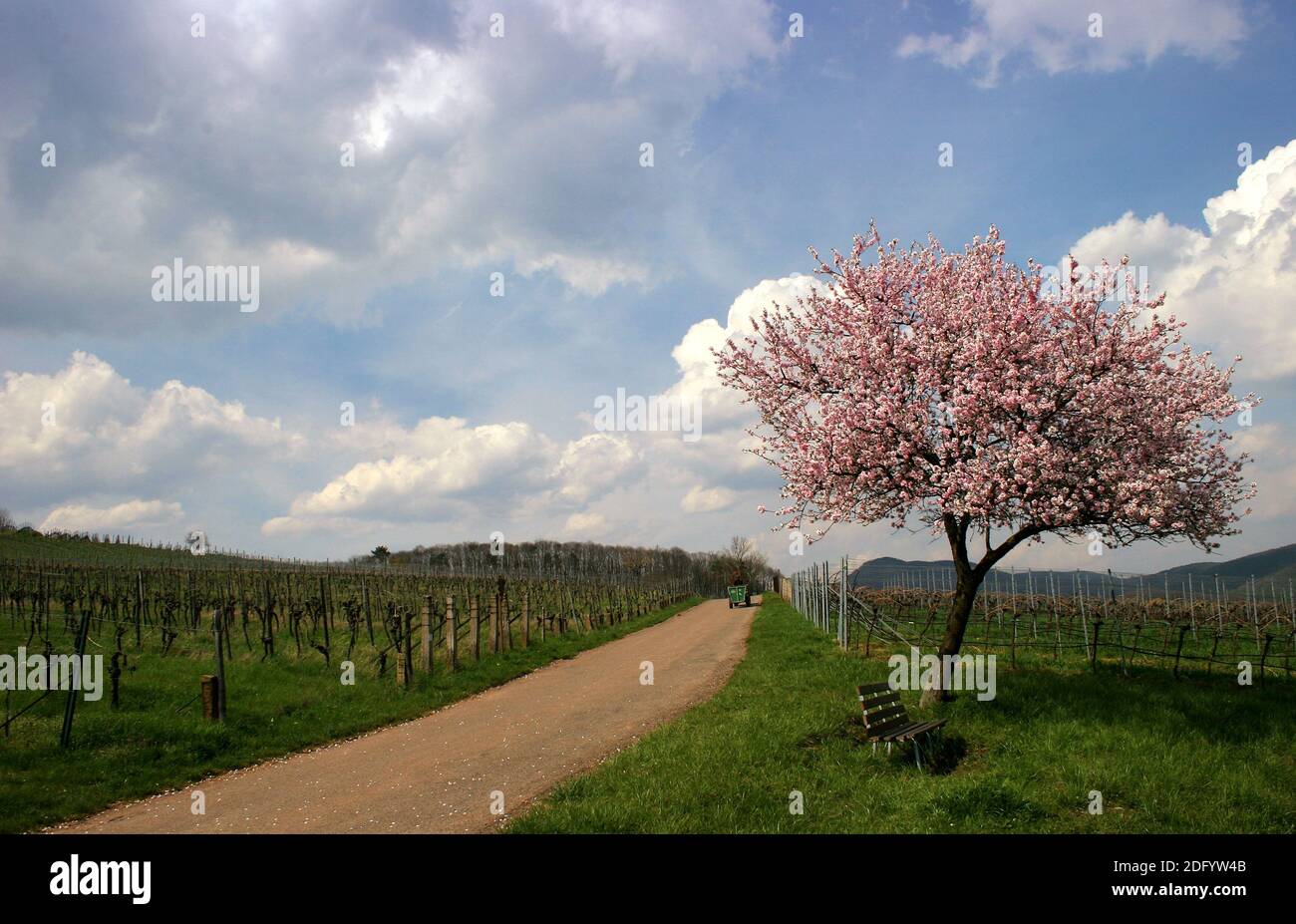 Spring in the Southern Palatinate Stock Photo