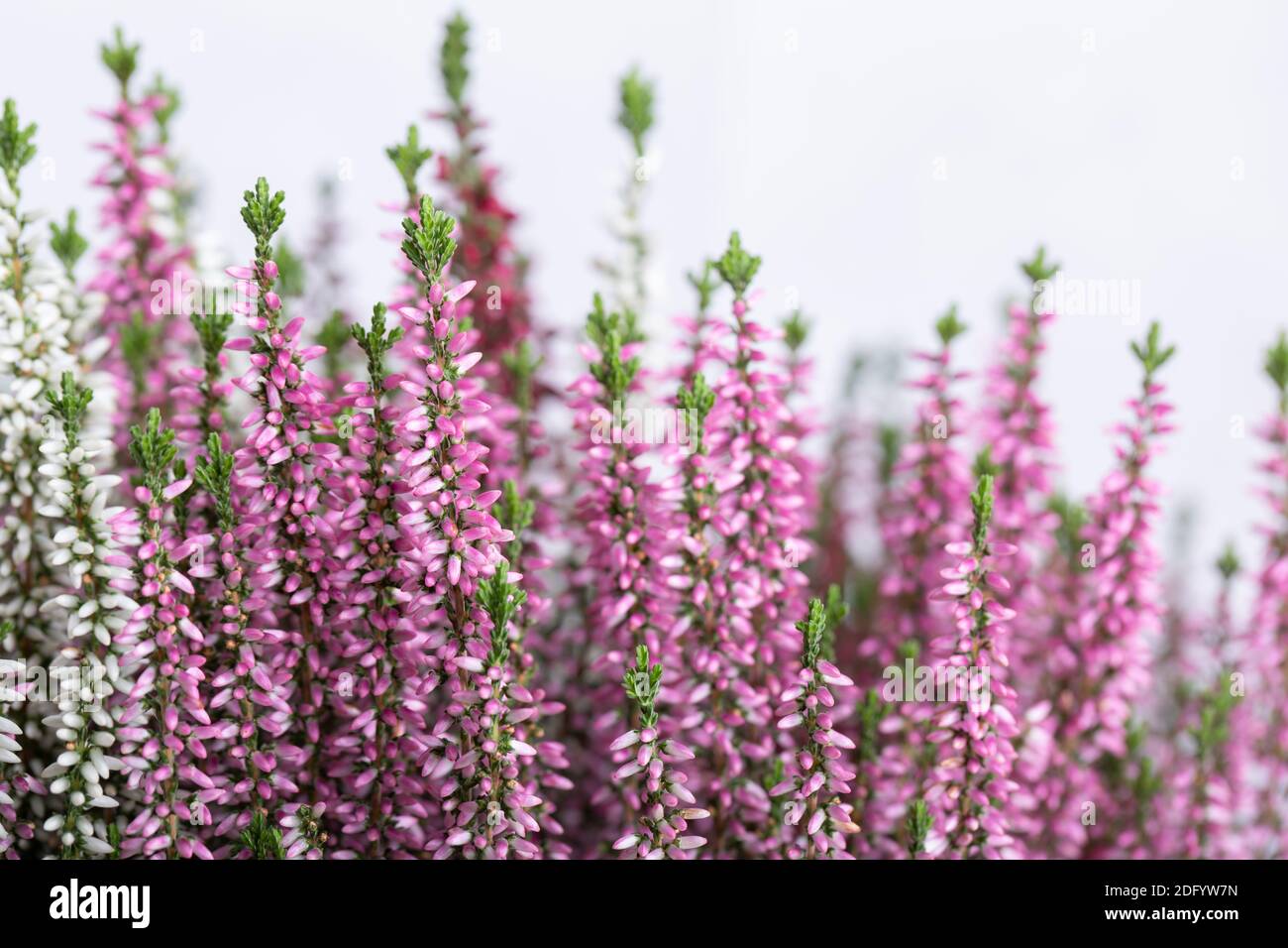 Calluna flowers (heather) isolated on white background Stock Photo - Alamy