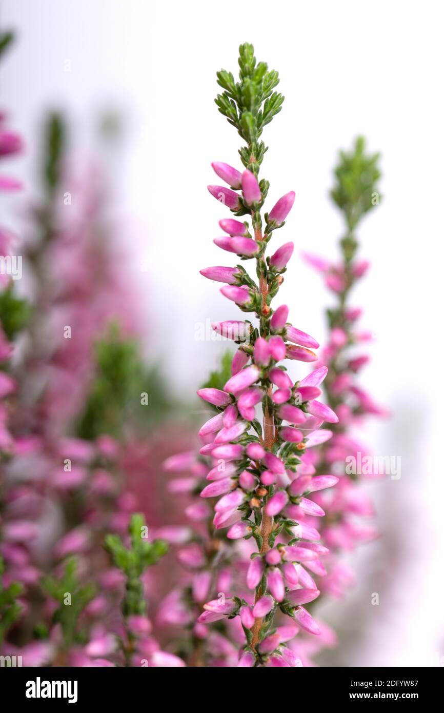 Calluna flowers (heather) isolated on white background Stock Photo - Alamy