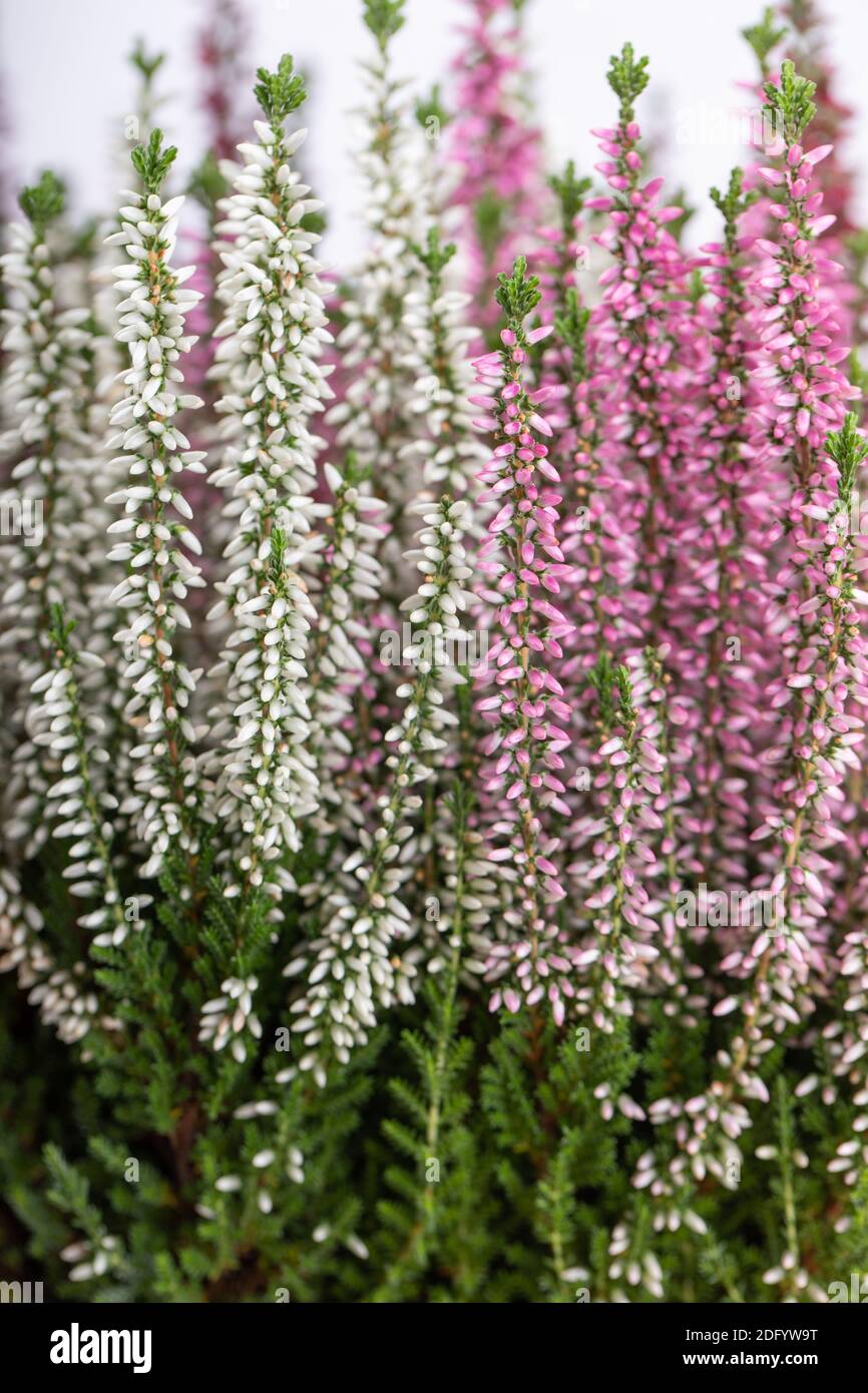 Calluna flowers (heather) isolated on white background Stock Photo - Alamy