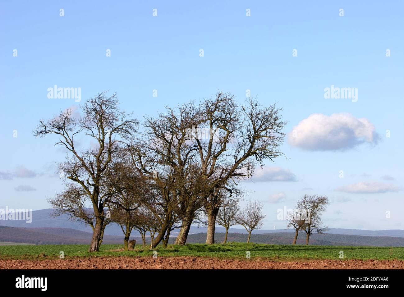Group of trees in winter Stock Photo - Alamy