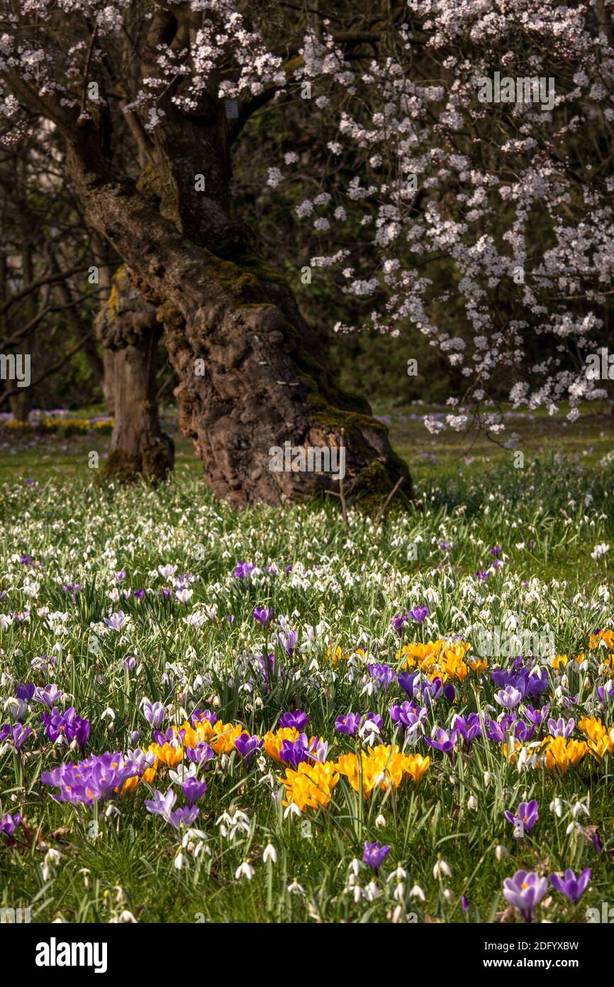 Crocus (Crocus) in a public garden, spring, Germany. Stock Photo