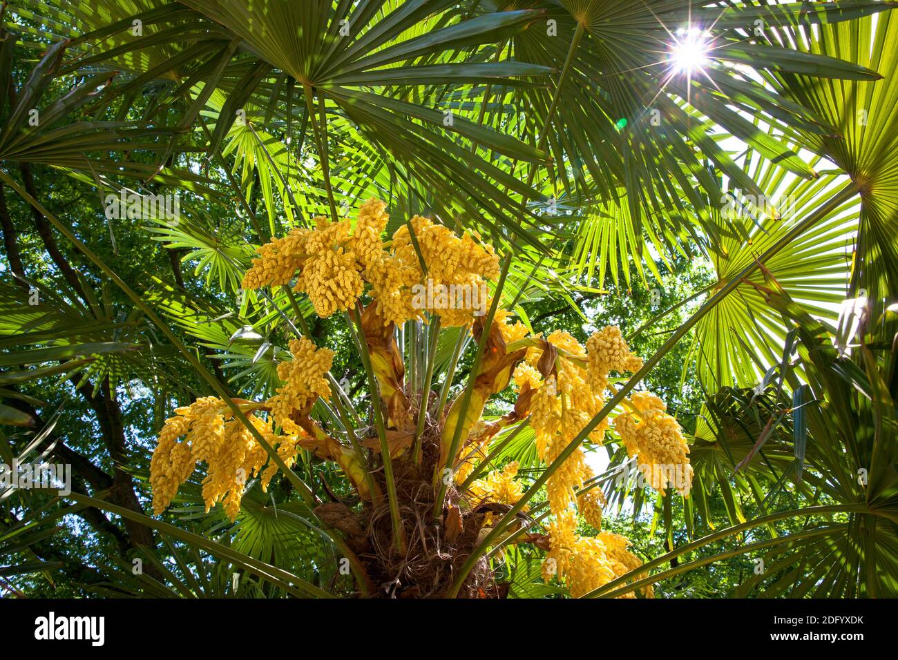 blooming Chusan palm (Trachycarpus fortunei) in a public garden, Germany. Stock Photo
