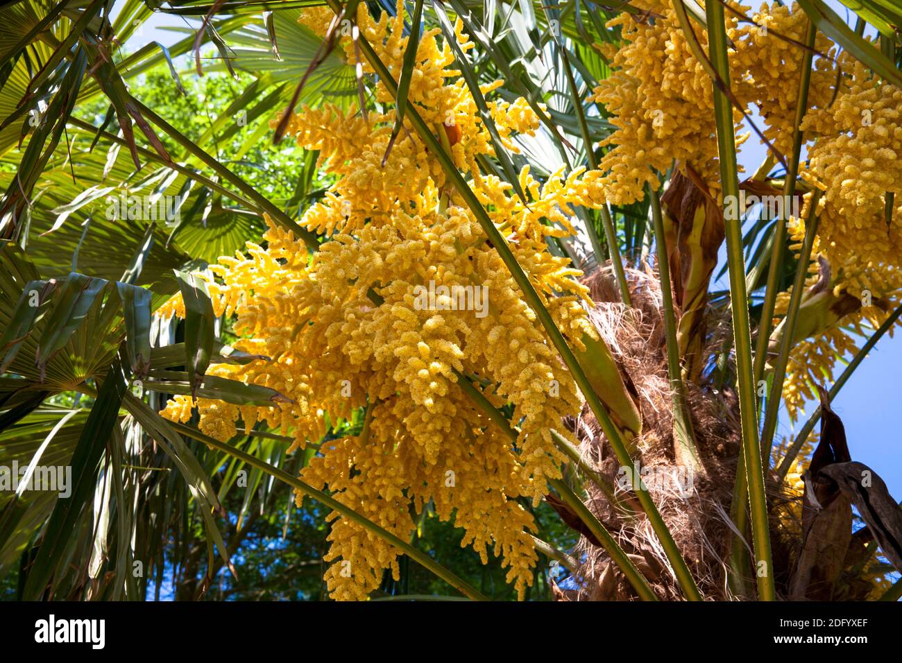 blooming Chusan palm (Trachycarpus fortunei) in a public garden, Germany. Stock Photo