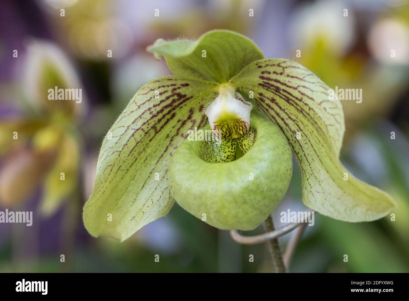 Orchid flower in orchid garden at winter or spring day. Paphiopedilum Orchidaceae. or Lady's Slipper. Stock Photo
