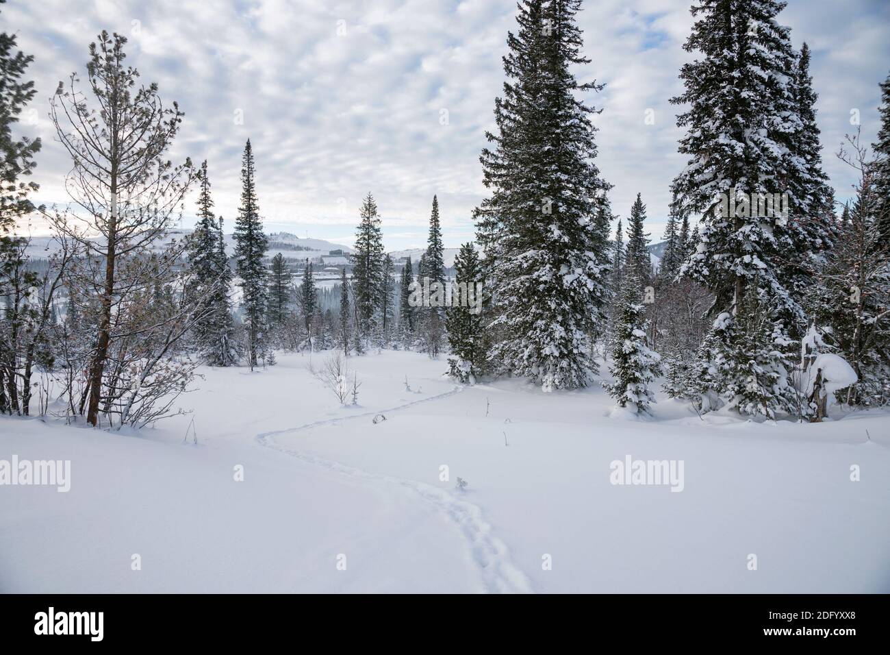 Animal tracks lead through snowdrifts among snow-covered trees in cloudy weather, in a winter forest. Stock Photo