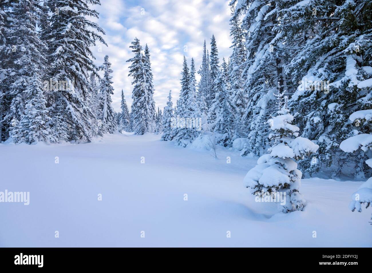 Winter landscape with fir trees in the snow and a beautiful sky. Stock Photo