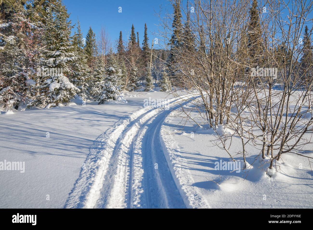 The deep trail of the snow scooter in the snow leads to the snow-covered trees in the winter forest. Stock Photo