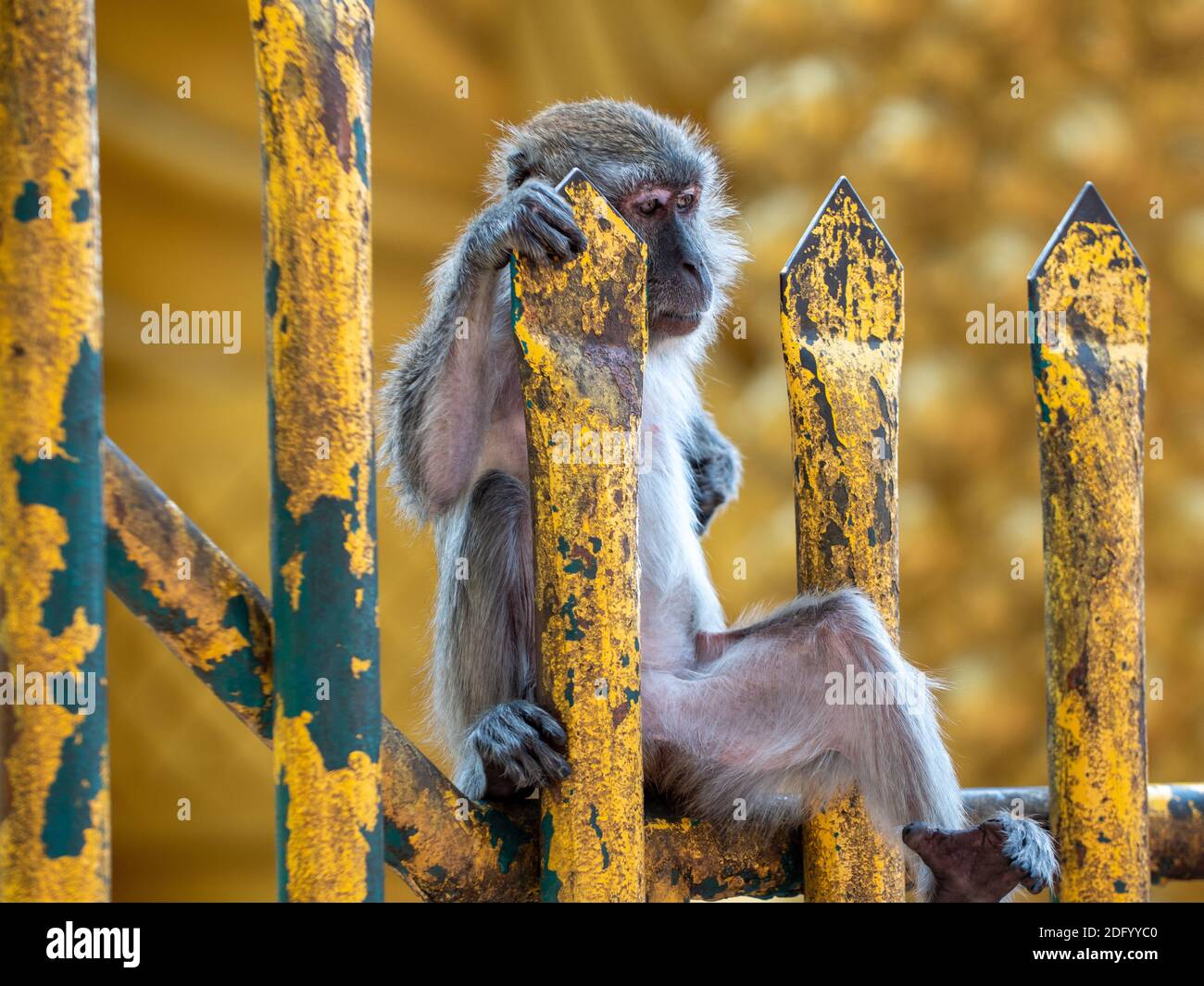 A Long-Tailed Macaque ponders on a golden temple fence in Malaysia Stock Photo