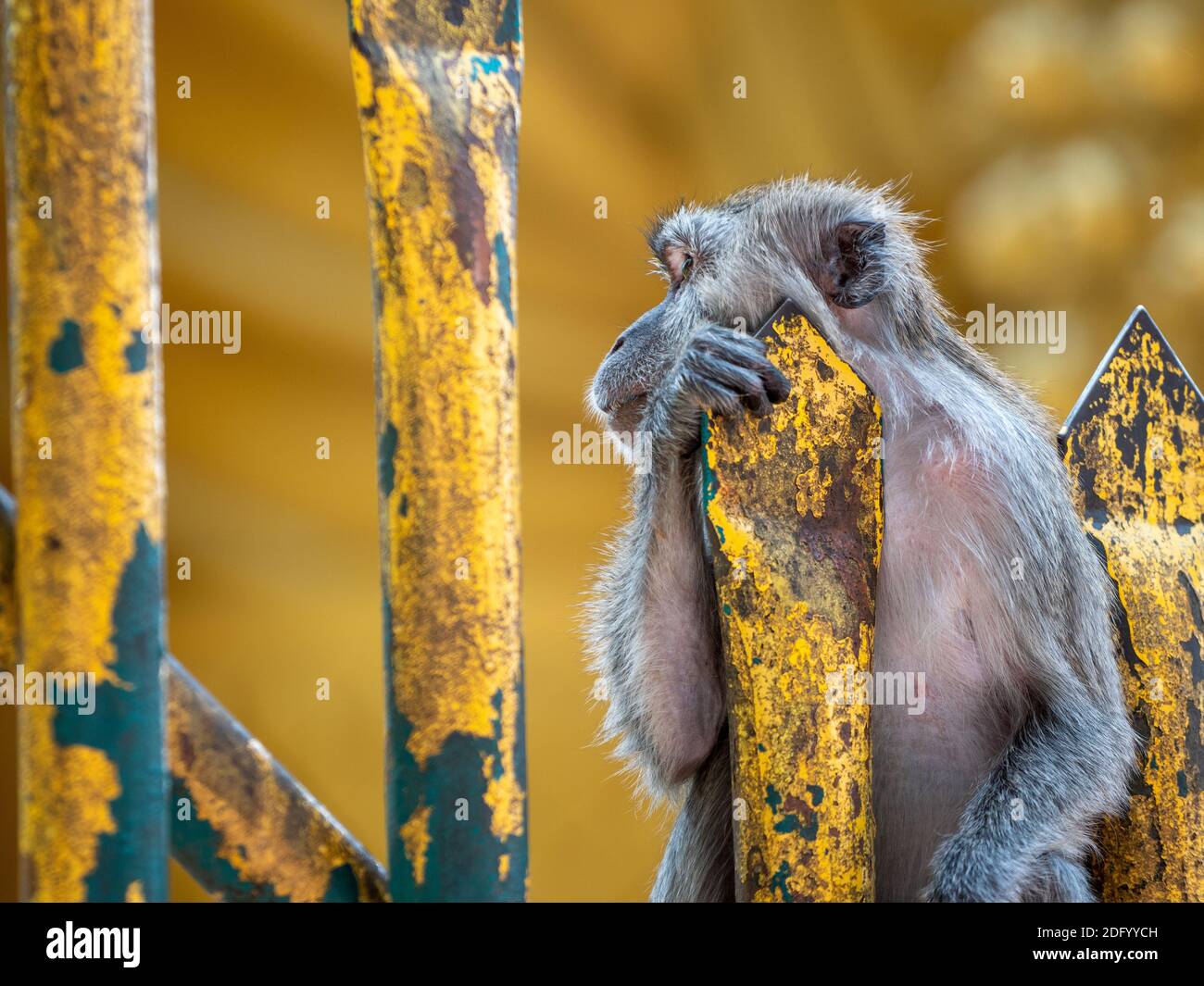 A Long-Tailed Macaque ponders on a golden temple fence in Malaysia Stock Photo