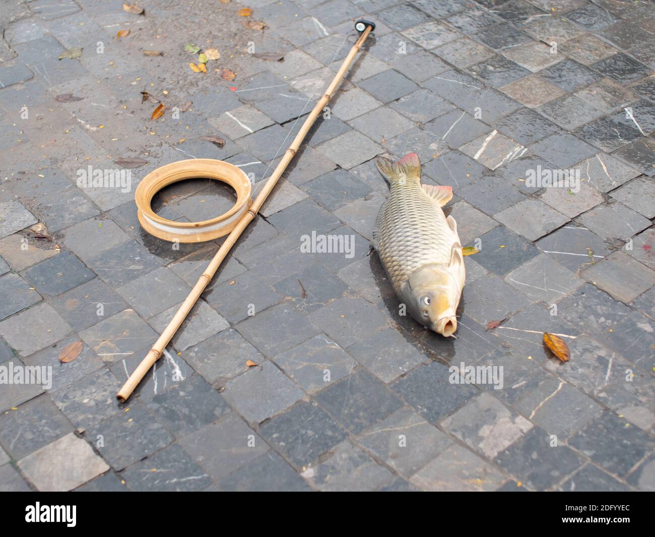 A freshly caught Asian black carp lies on concrete next to a bamboo fishing rod in central Hanoi, Vietnam. Stock Photo