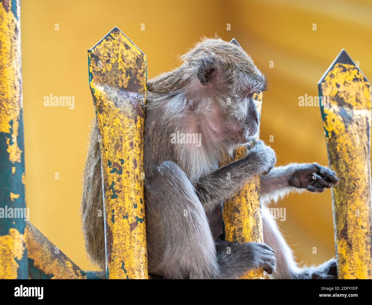A Long-Tailed Macaque ponders on a golden temple fence in Malaysia Stock Photo
