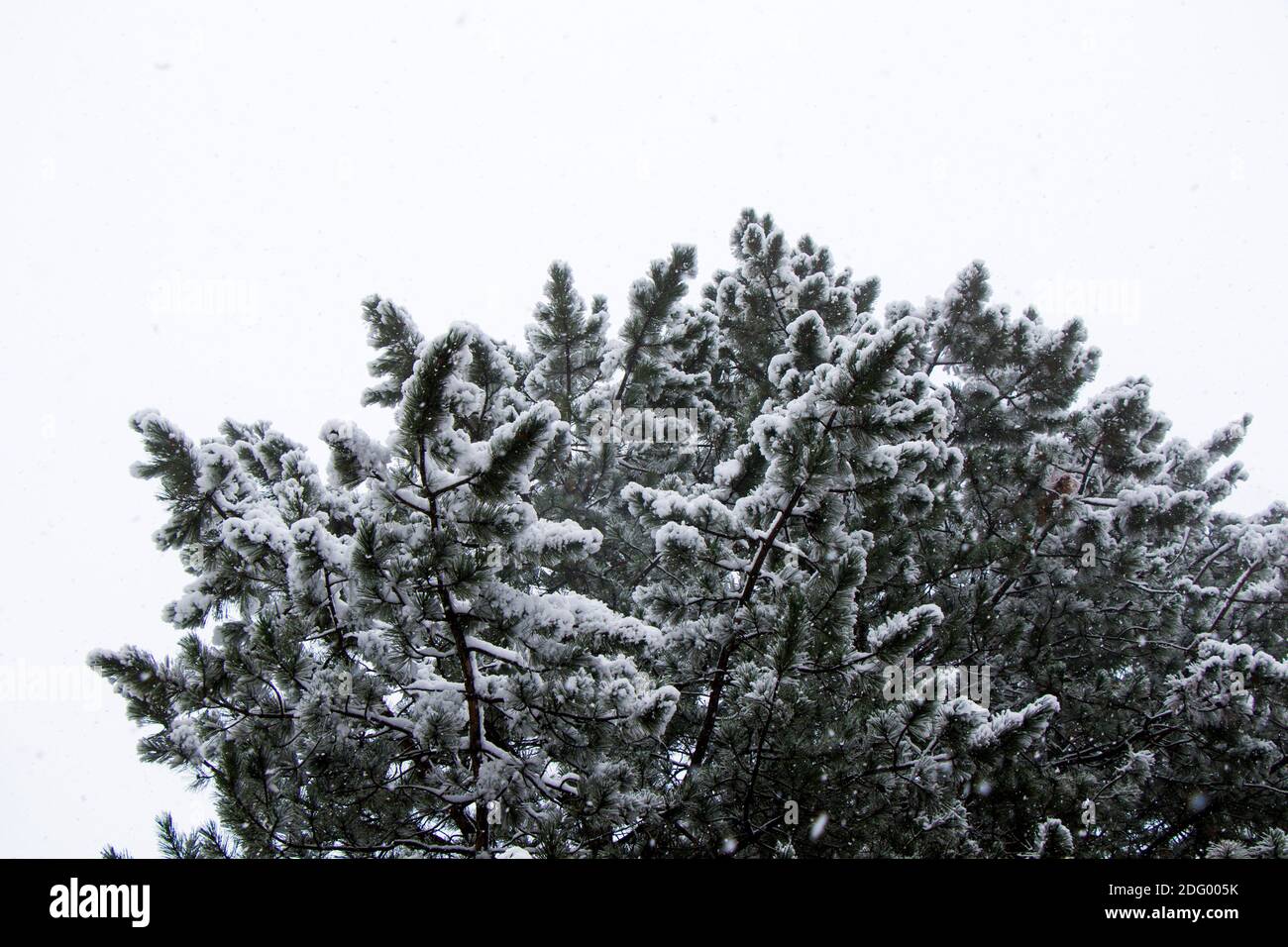 Pine trees forest and wild during snowfall, snow on the branch, snowy ...