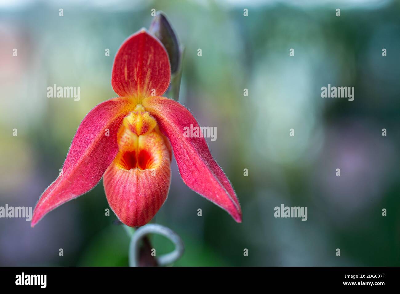 Orchid flower in orchid garden at winter or spring day. Paphiopedilum Orchidaceae. or Lady's Slipper. Stock Photo