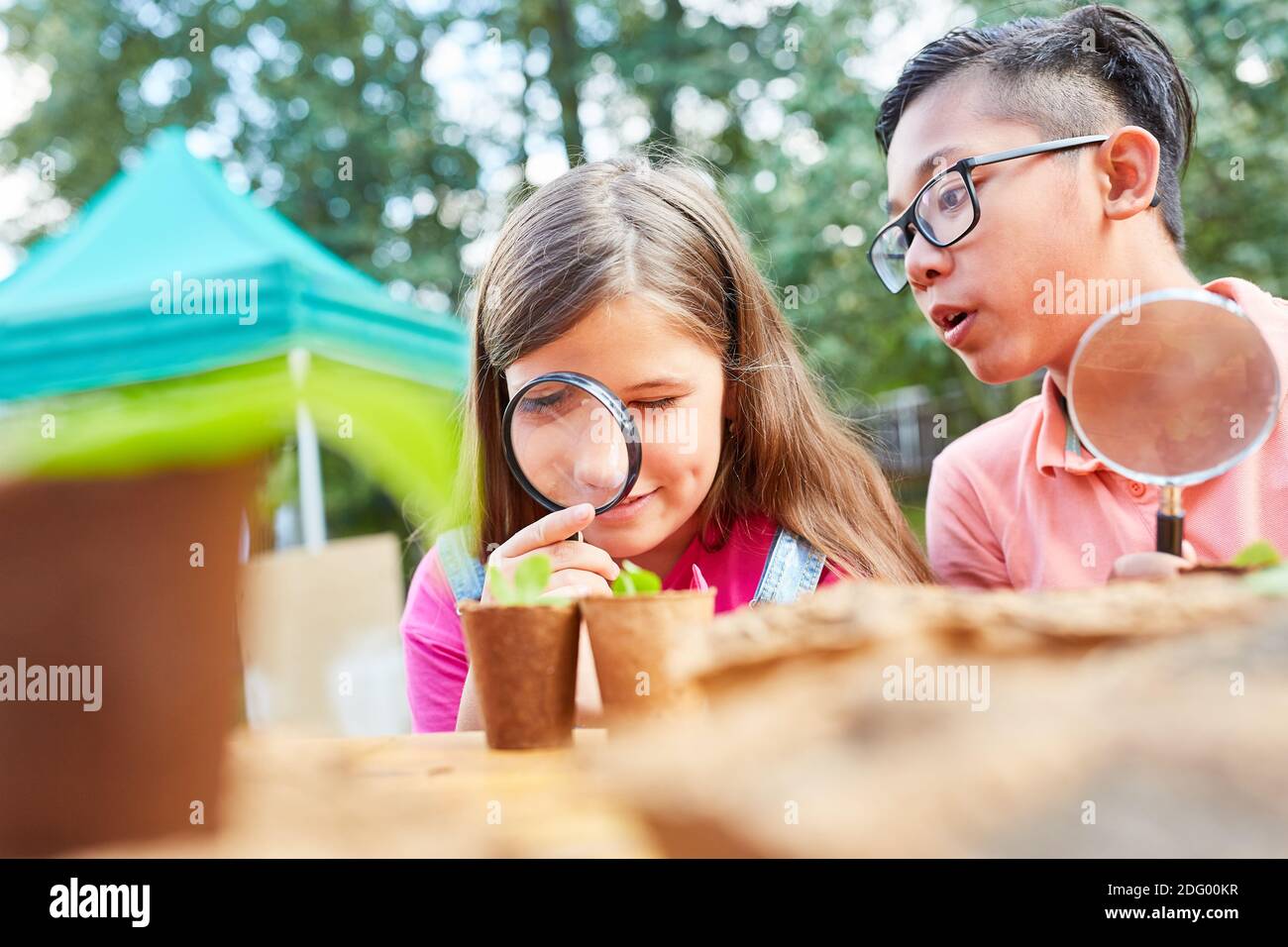 Children look curiously through a magnifying glass at leaves at the ecological holiday camp Stock Photo