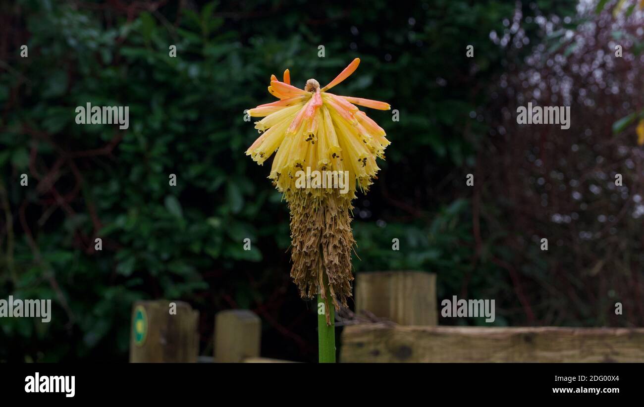 Single Kniphofia bloom at the end of summer - autumn decay Stock Photo