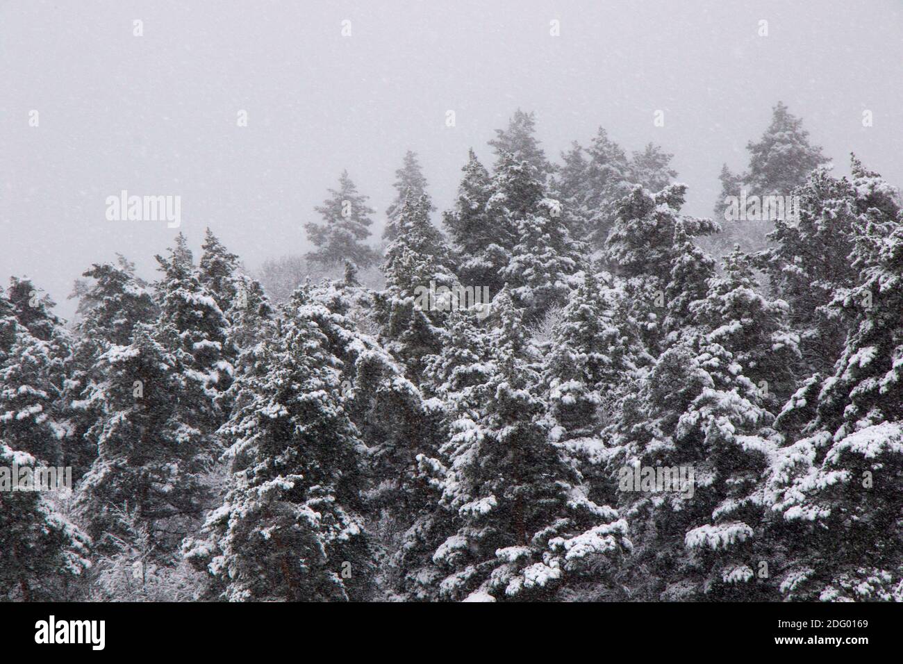 Pine trees forest and wild during snowfall, snow on the branch, snowy
