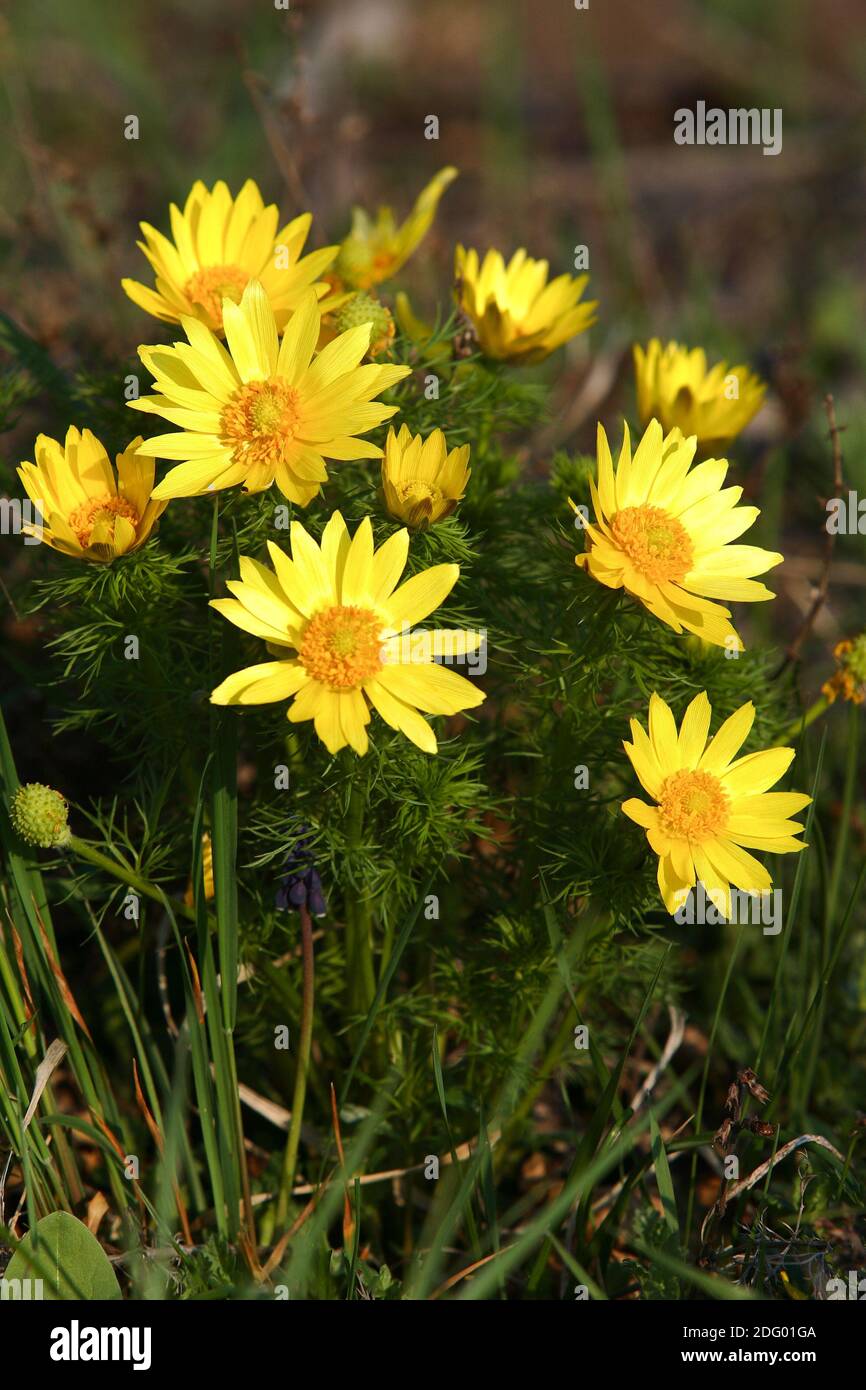 Adonisroeschen, fruehlingsadonisroeschen, adonis vernalis, spring ...
