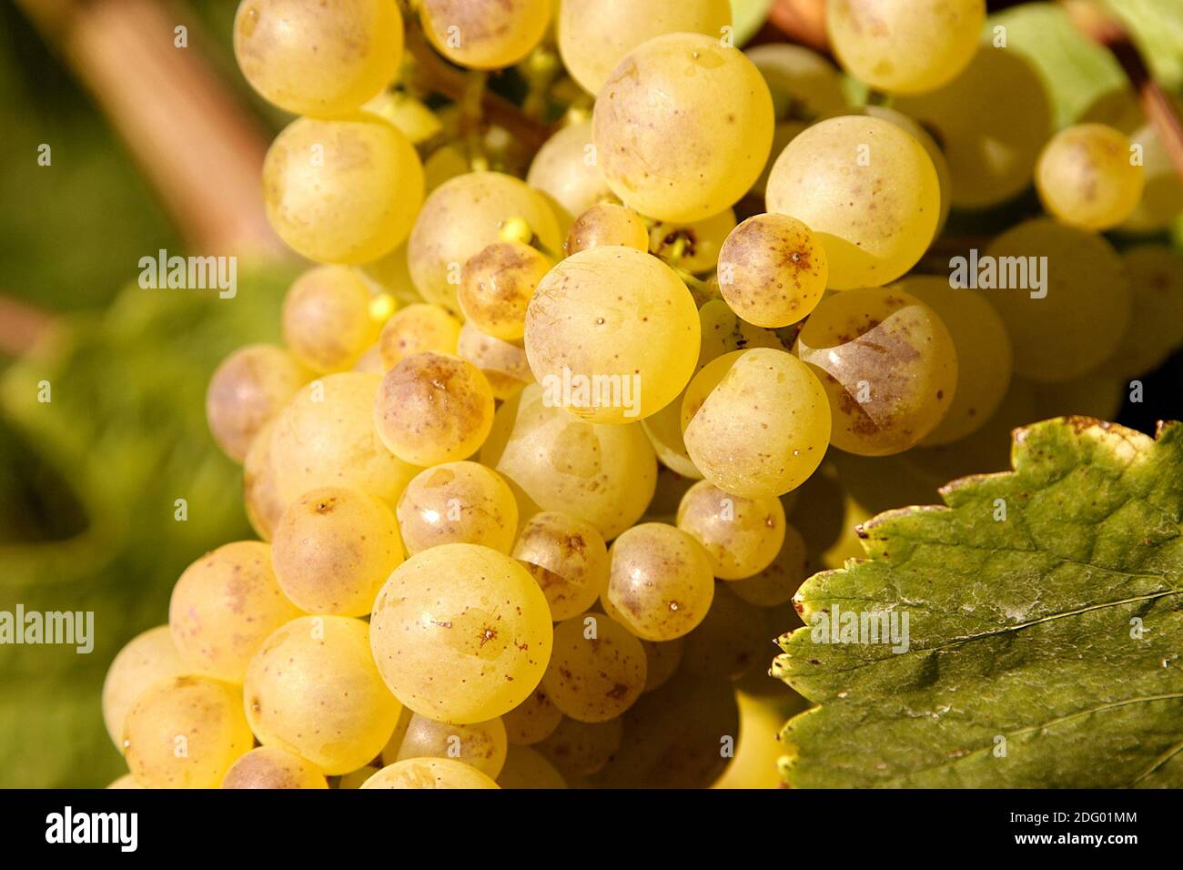 White grapes Stock Photo