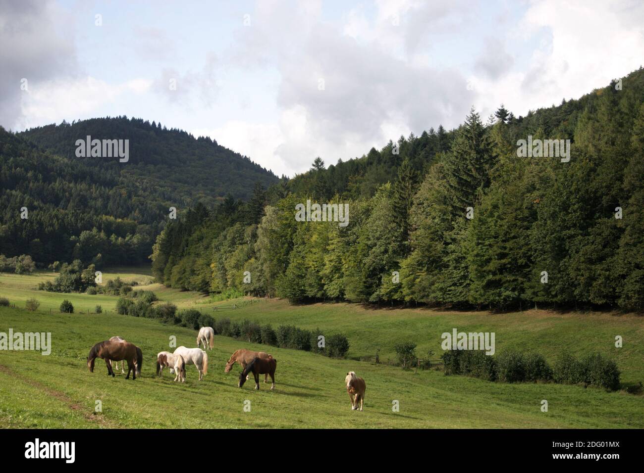 Horse pasture Stock Photo