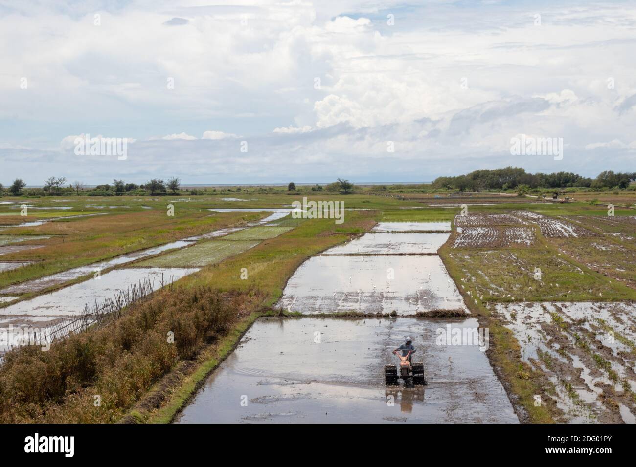 A stretch of rice field with a clear sky Stock Photo - Alamy