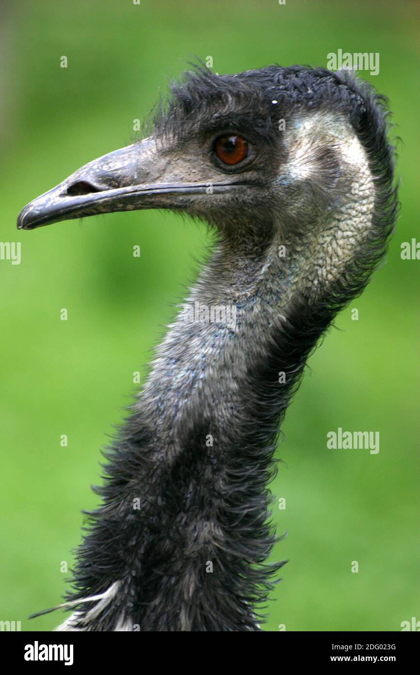 Emu, dromaius novaehollandiae Stock Photo - Alamy