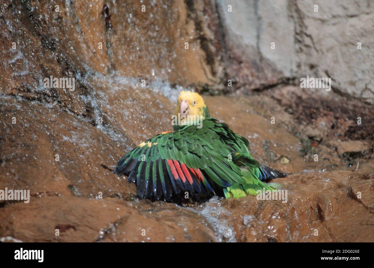Gelbscheitelamazone, amazona ochrocephala ochrocephala, yellow-crowned amazon, yellow-crowned parrot Stock Photo
