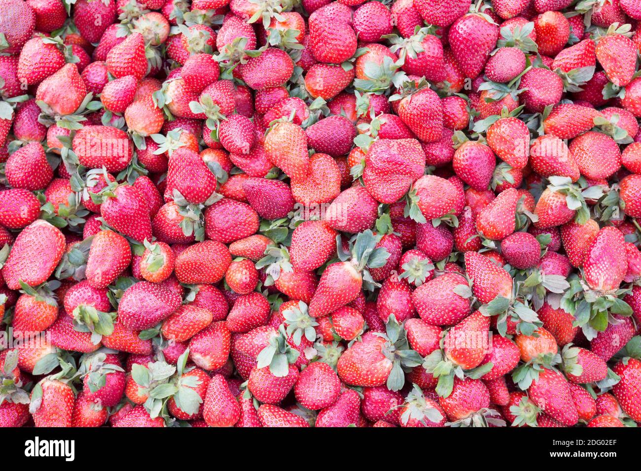 Pile of strawberries Stock Photo