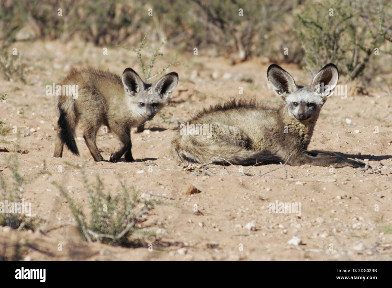 Otocyon megalotis, bat eared fox, loeffelhund, wildhund, suedafrika ...