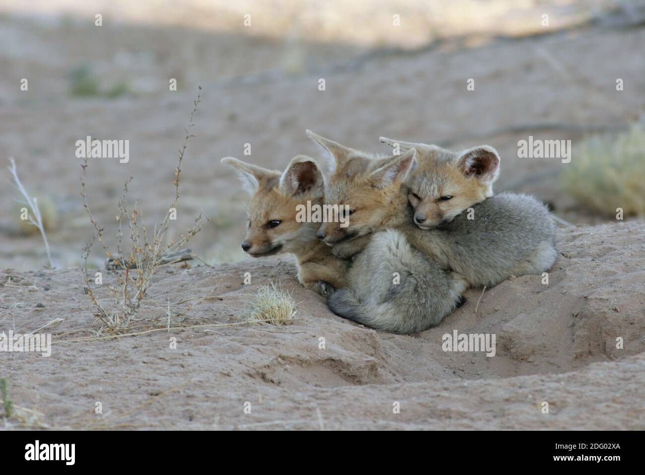 Cape fox vulpes chama cama hi-res stock photography and images - Alamy