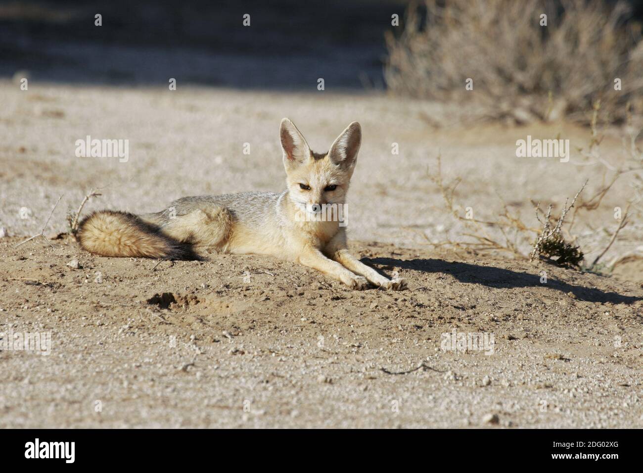 Cape fox vulpes chama cama hi-res stock photography and images - Alamy