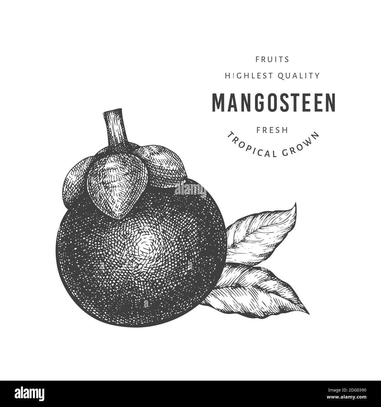 Hand drawn sketch style mangosteen. Organic fresh food vector ...