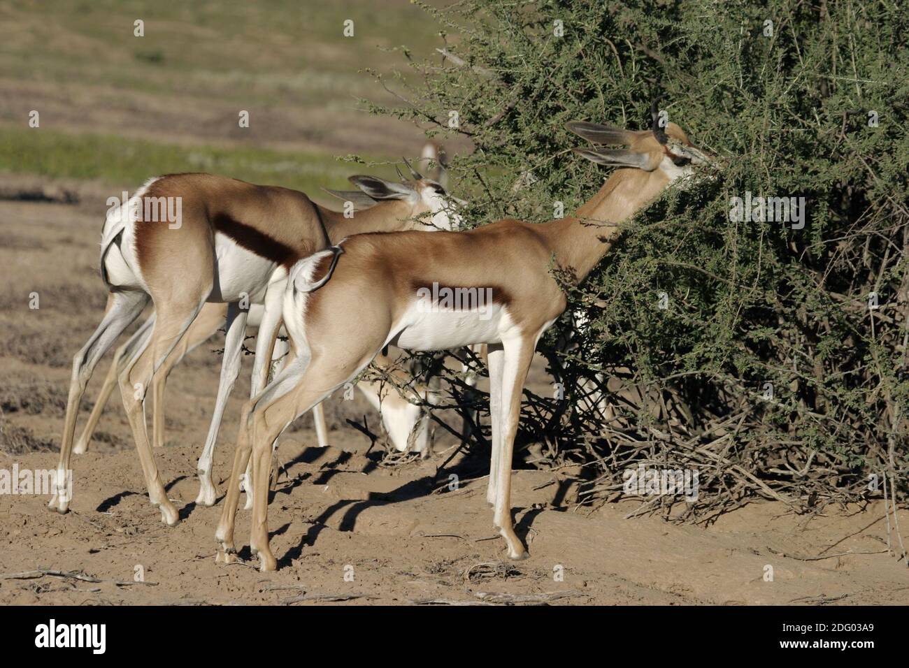 Springbok with young hi-res stock photography and images - Alamy