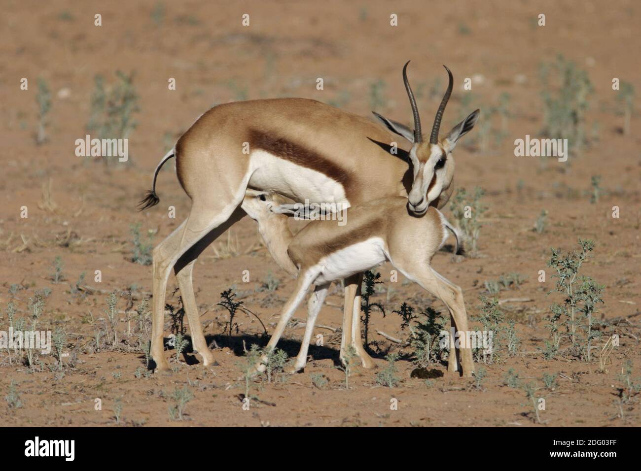 Springbok with young hi-res stock photography and images - Alamy