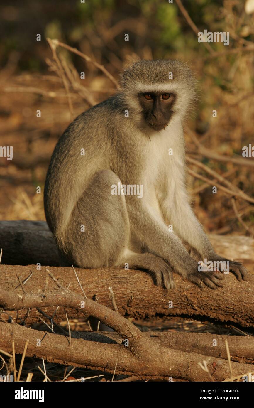 Suedliche Gruenmeerkatze, Chlorocebus pygerythrus, Vervet Monkey Stock Photo