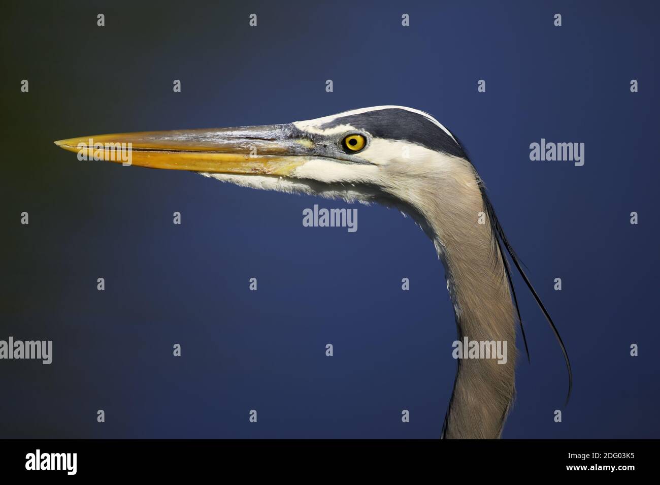 Great Blue Heron, South Venice, Florida, USA Stock Photo