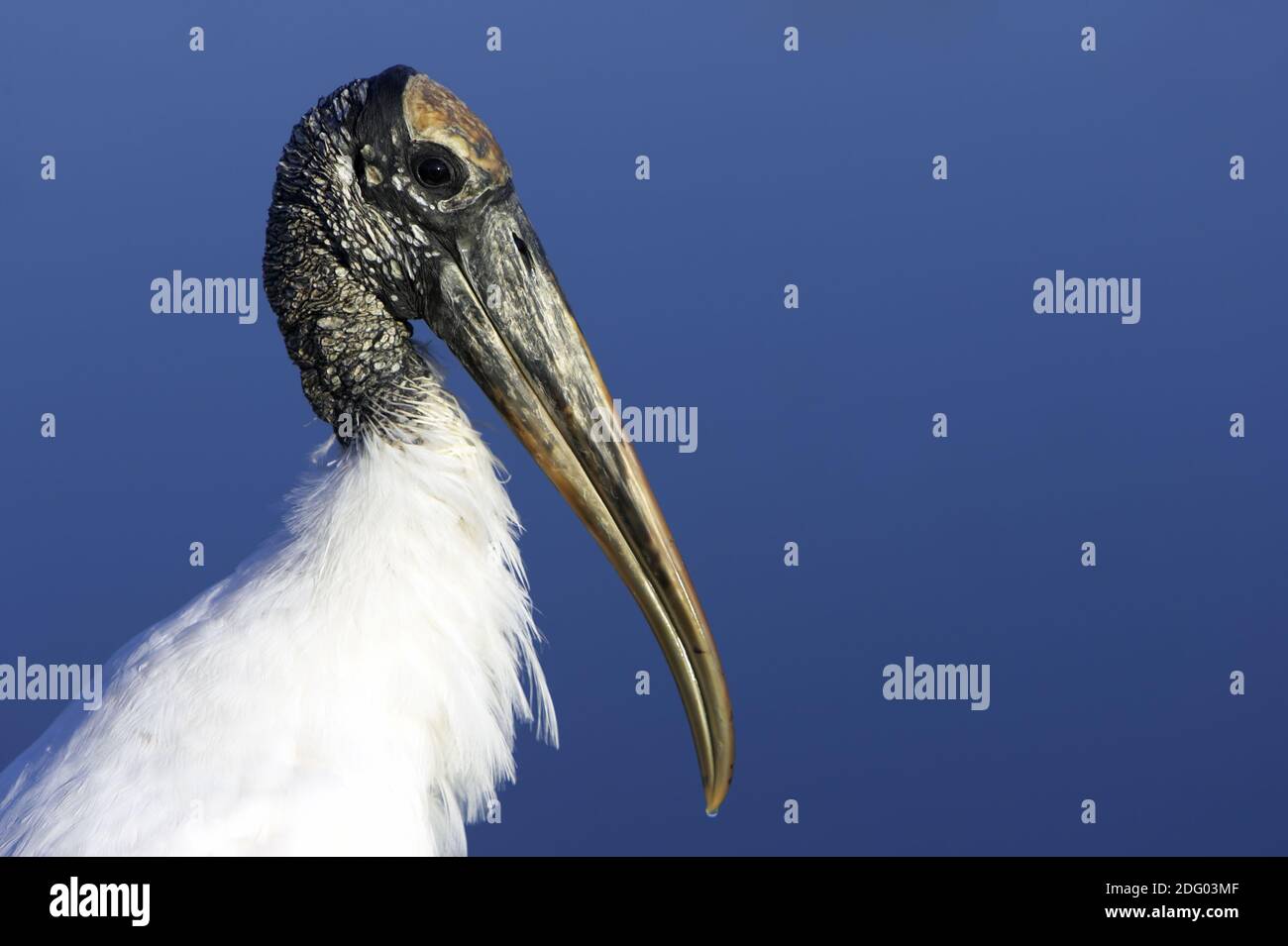 Waldstorch, Wood Stork (Mycteria americana) Stock Photo