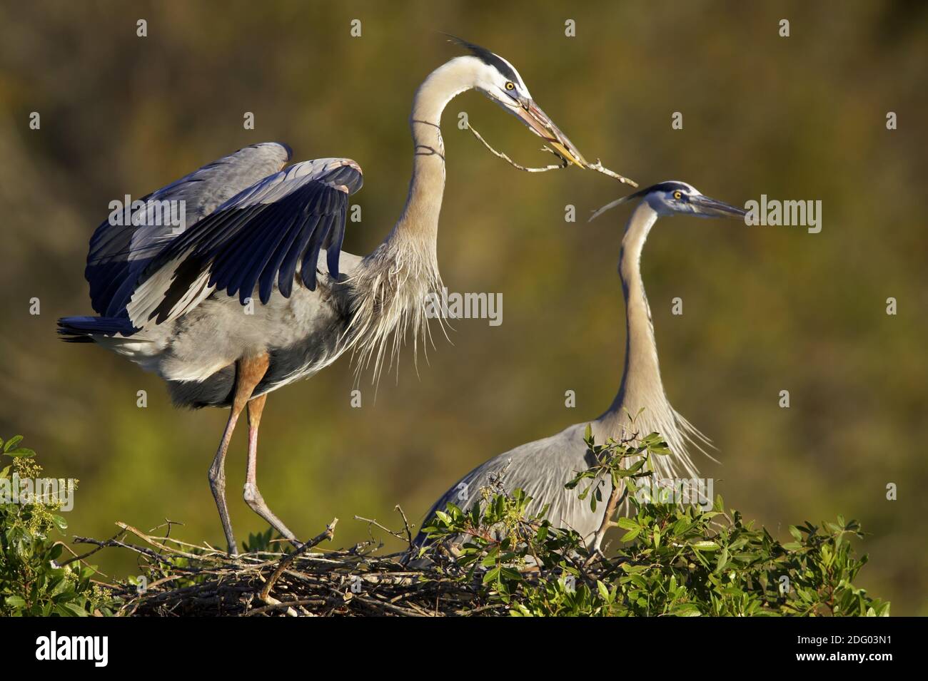 Great Blue Heron, South Venice, Florida, USA Stock Photo