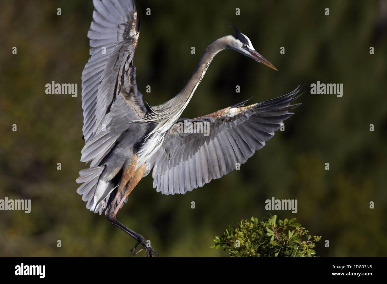 Great Blue Heron, South Venice, Florida, USA Stock Photo