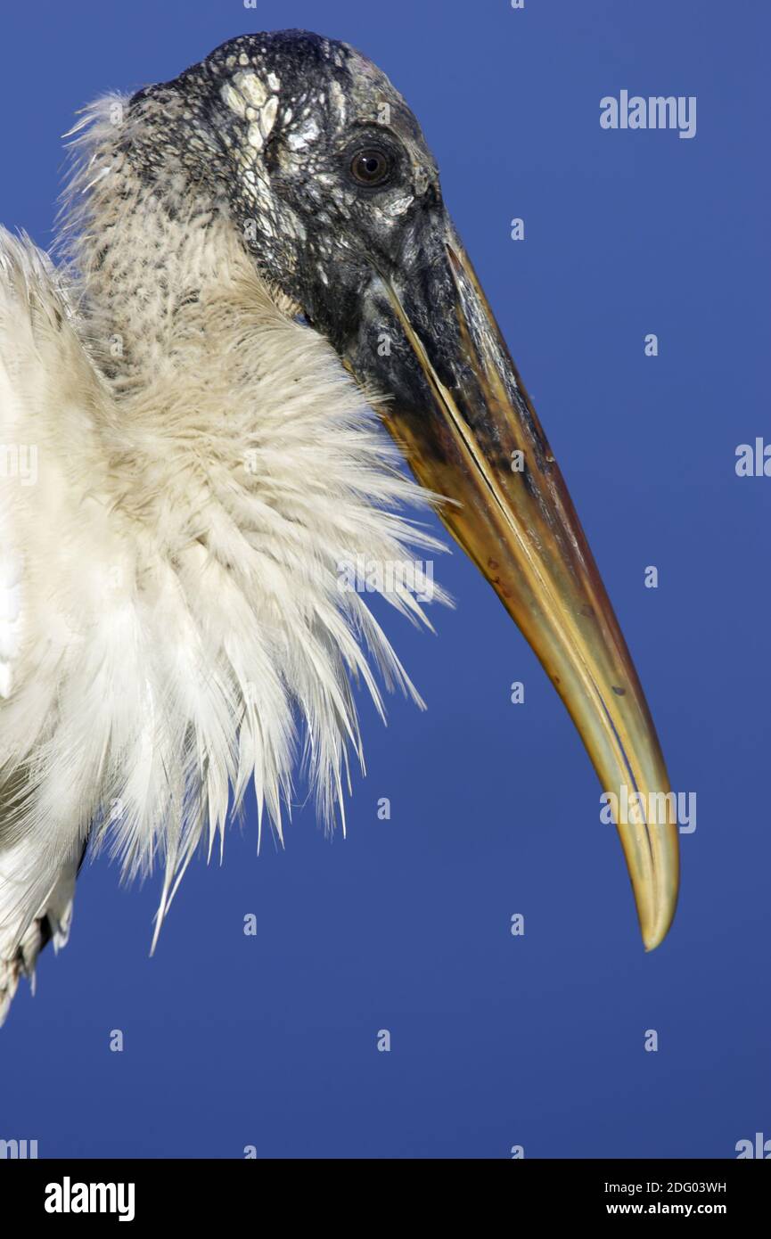 Waldstorch, Wood Stork (Mycteria americana) Stock Photo