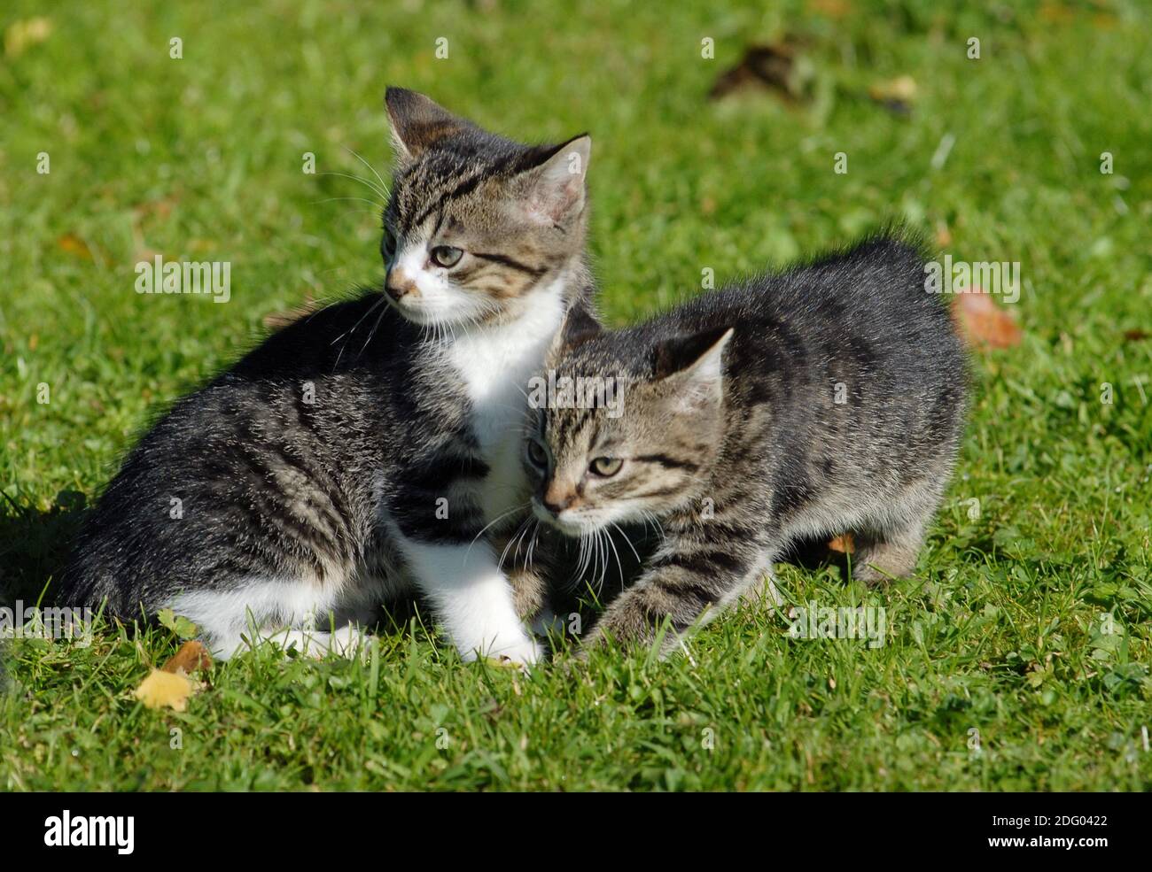 English shorthair cat Stock Photo