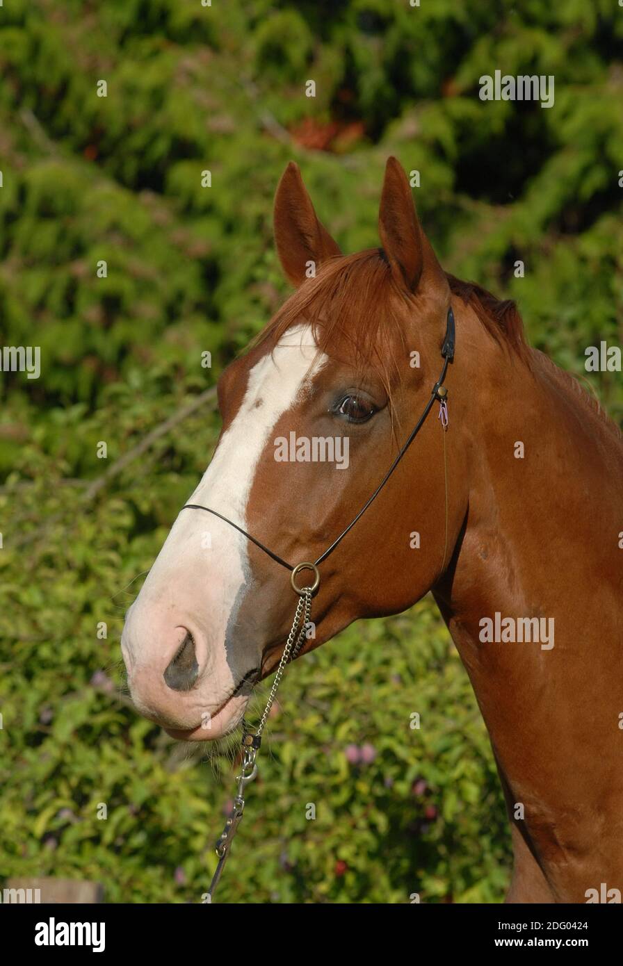 German riding horse, German Riding Horse Stock Photo Alamy